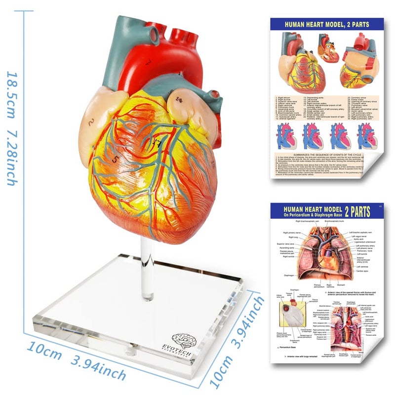 EVOTECH SCIENTIFIC Human Heart Model for Anatomy - 2-Part Life Size Medical Heart for Classroom and Cardiology Study - Image 2